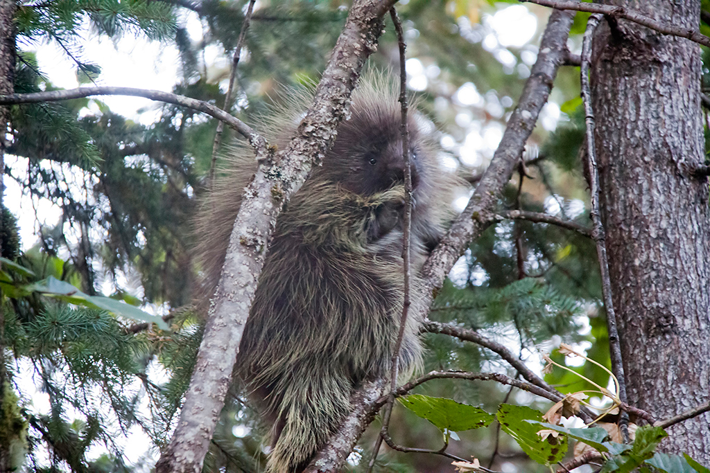 IMG_386.jpg - Porcupine at the Mendenhall Glacier at Juneau