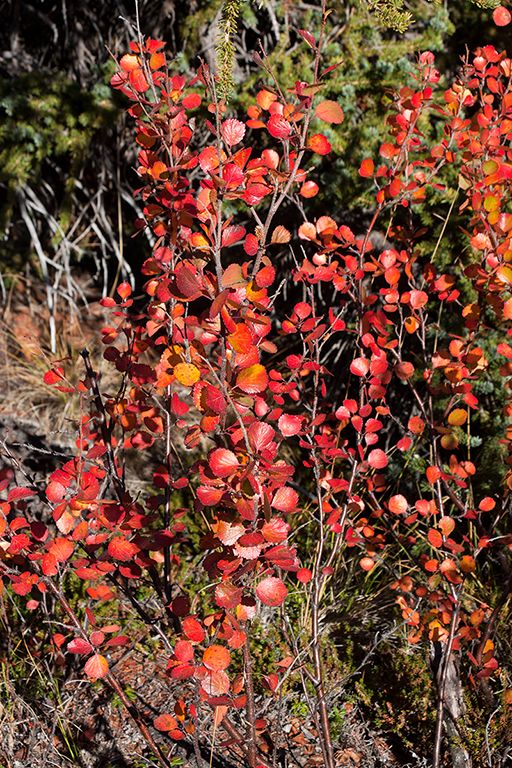 IMG_467.jpg - Kluane National Park