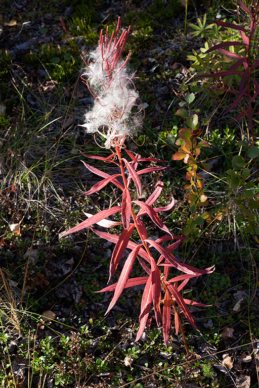 IMG_470.jpg - Kluane National Park