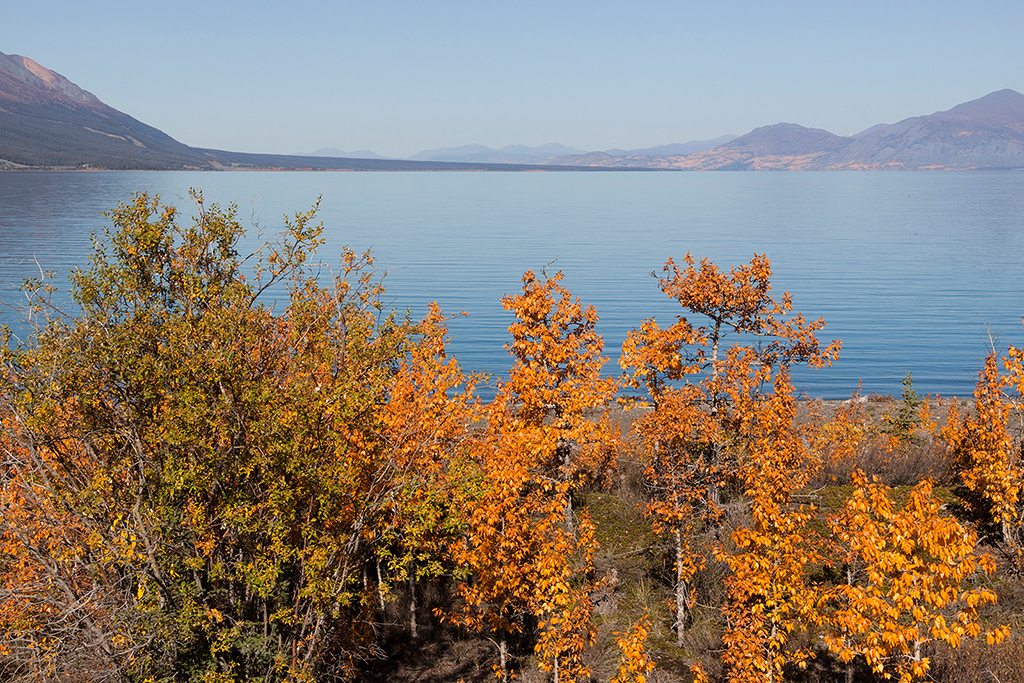 IMG_485.jpg - Kluane Lake