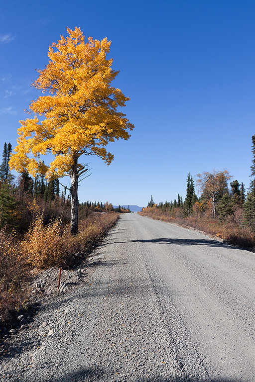 IMG_503.jpg - Wrangell - St. Elias National Park