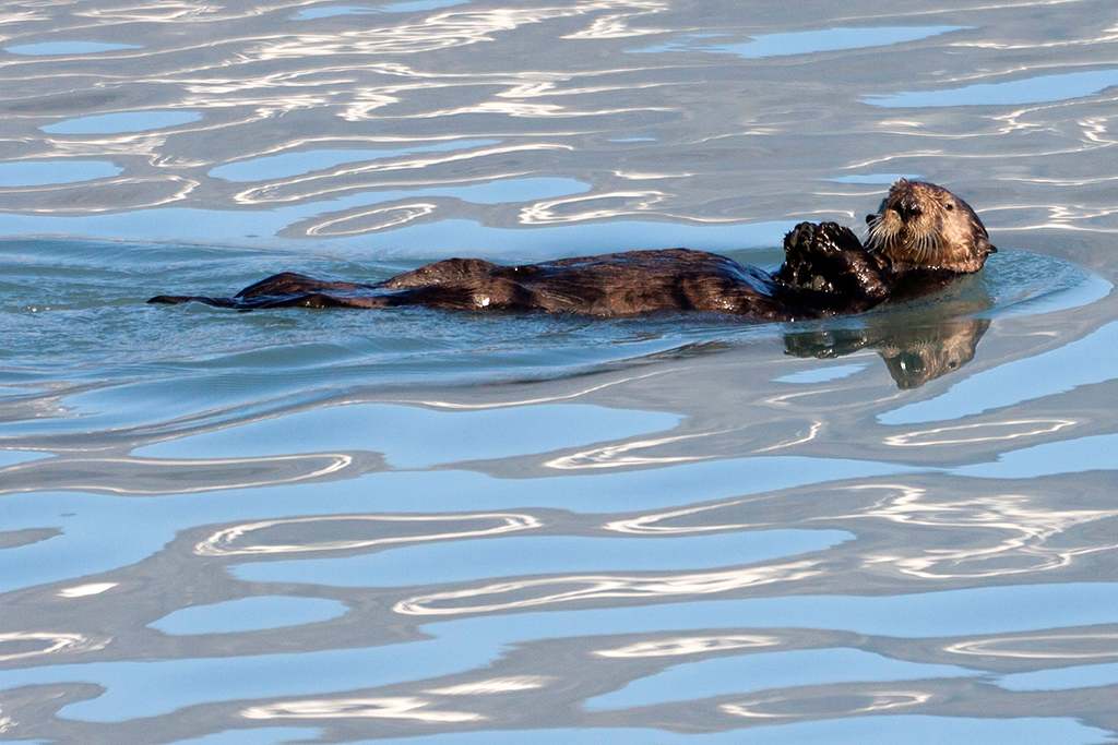 IMG_541.jpg - at the Fish Hatchery at Valdez