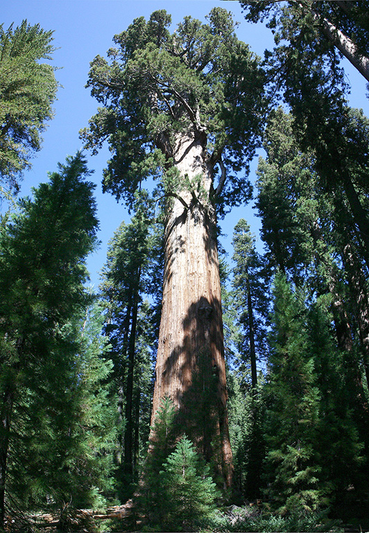 Sequoia.jpg