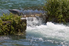 Rheinfall_02