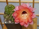 Echinopsis-Hybriden